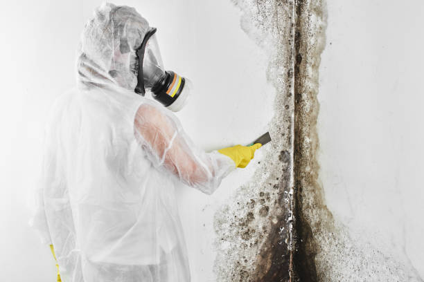 Best Black Mold Removal  in Port Royal, SC