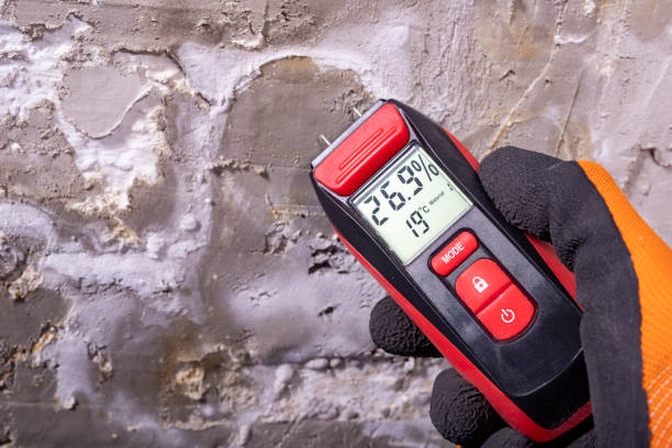 Best Residential Mold Removal  in Port Royal, SC