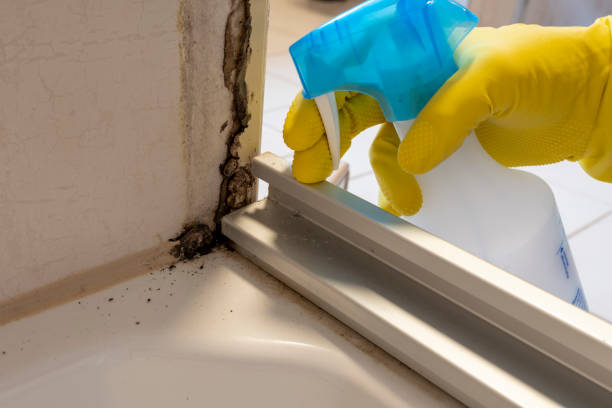 Best Commercial Mold Removal  in Port Royal, SC