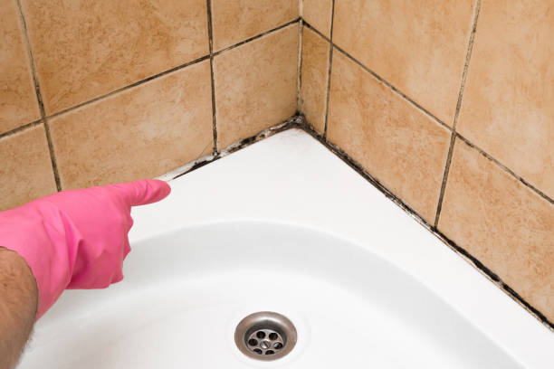 Best Mold Removal Company Near Me  in Port Royal, SC